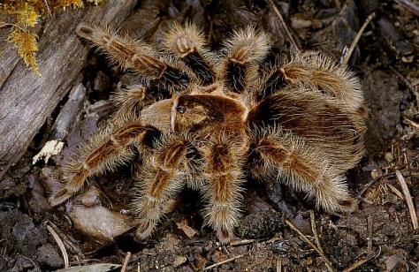 Brachypelma-albopilosum-Valerio-1980-female-Honduras