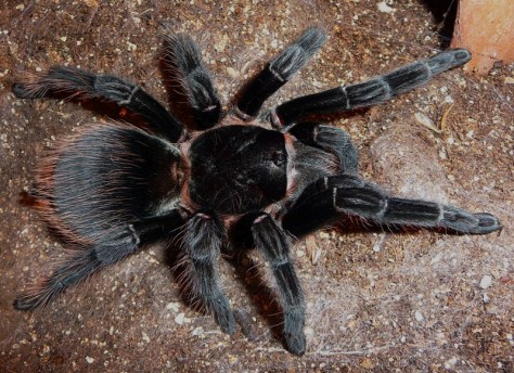 Brachypelma_angustum__10_
