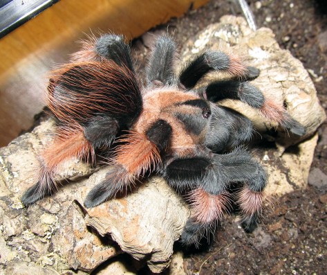 Brachypelma_emilia_-_juvenile_male
