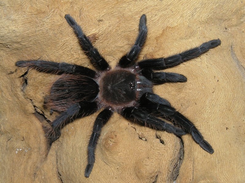 A Pictorial Guide To My Tarantula Collection – Dave the Bug Guy