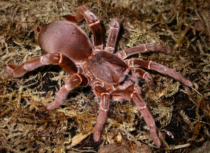 CITHARISCHIUS_CRAWSHAYI_HEMBRA_ADULTA