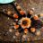 BOOK REVIEW: “A Swift Guide to Butterflies of North America” | Dave The Bug Guy Avatar