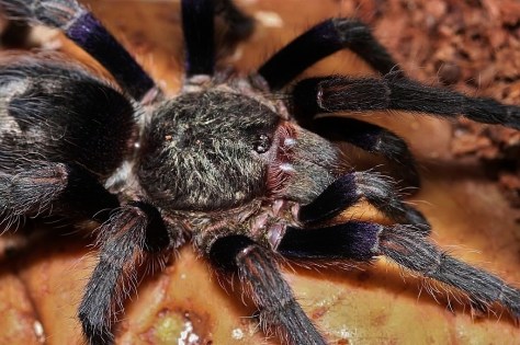 cwvDm9asA3Lw9bOGQfl5esWDJpA - Copy