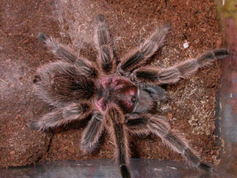 Grammostola%20rosea