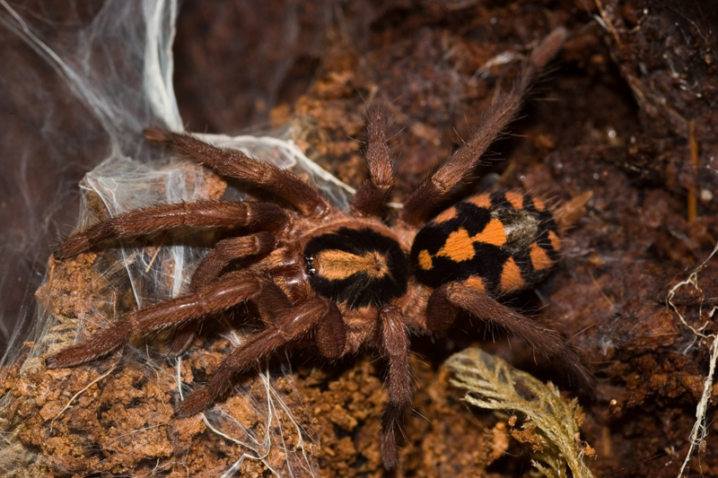 Hapalopus large