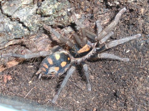 hapalopus_sp__colombia__small__by_persistentaura-d831juc