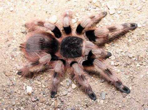 nhandu_coloratovillosus_labunsky