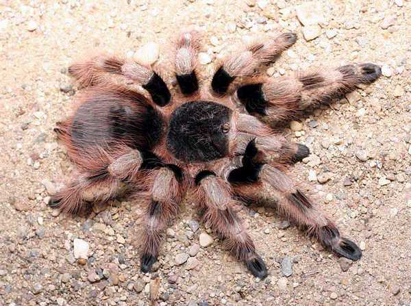 nhandu_coloratovillosus_labunsky