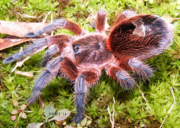 P.scrofa3