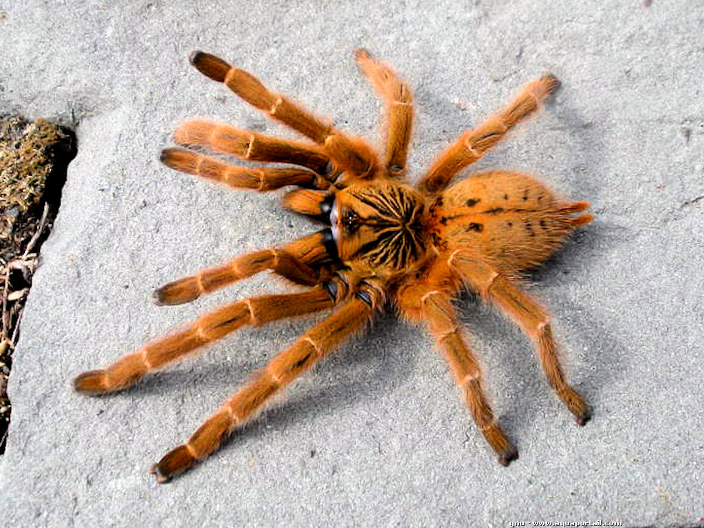 pterinochilus-murinus-red-color-form