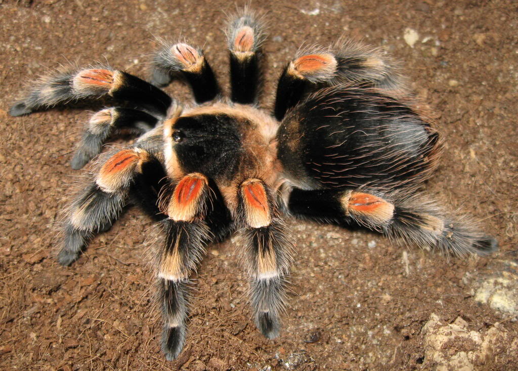 redknee