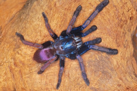 Thrigmopoeus-psyhodelicus-3-Kopia-2