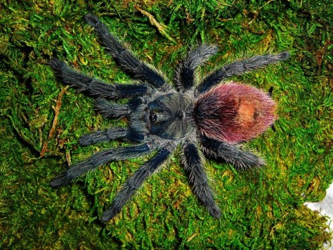 Thrixopelma_Ockerti__5_