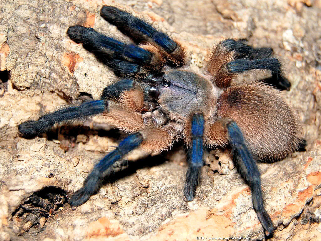 wistiti57_1330851724-monocentropus-balfouri-bleu