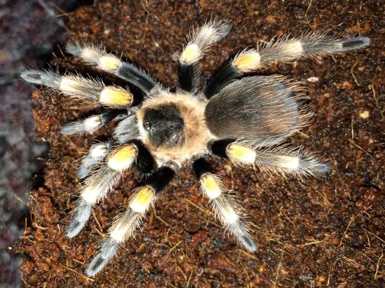 BSMITHI