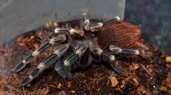 The Molting of Nhandu chromatus, the Brazilian Red and White.