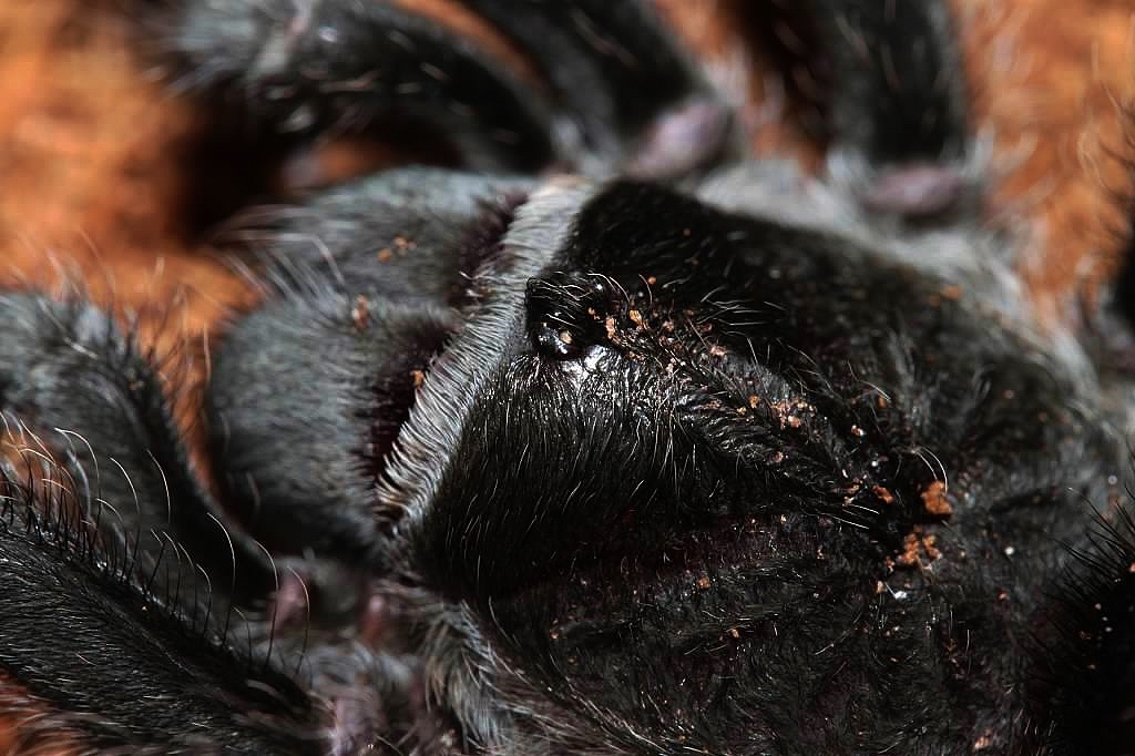 Grammostola pulchra: Once You Go Brazilian Black You’ll Never Go&nbsp;Back!