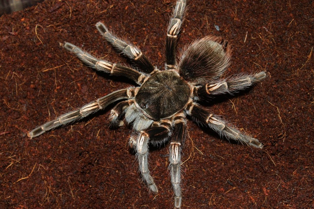 The Rare But Wonderful Peruvian Orange Stripe Tarantula (Lasiodorides&nbsp;striatus)!