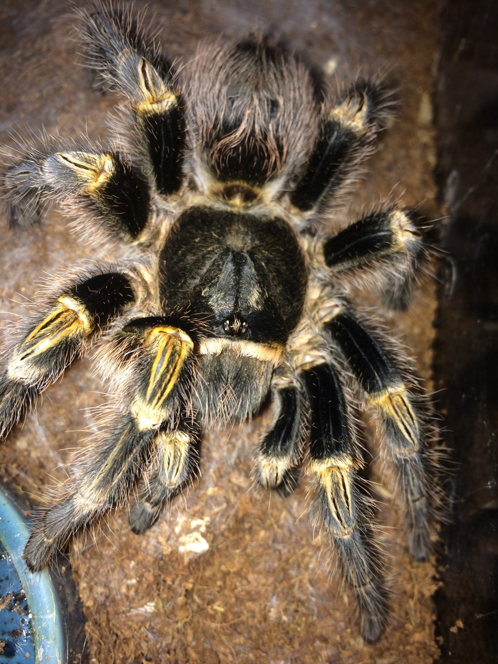 The Highly Underrated Grammostola pulchripes, the Chaco Golden&nbsp;Knee