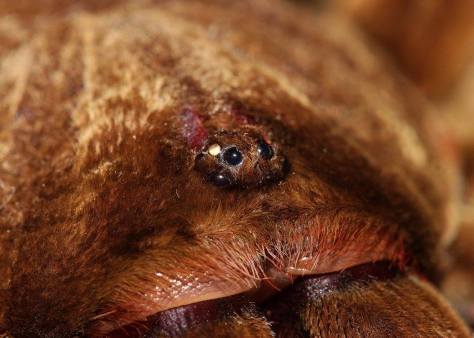 12466371_10153926333523623_1538895133297029973_o