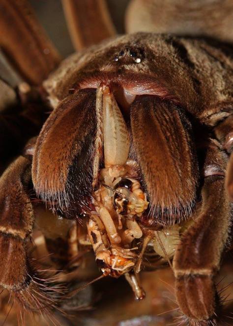 12525122_10153926333613623_3106240119777361185_o