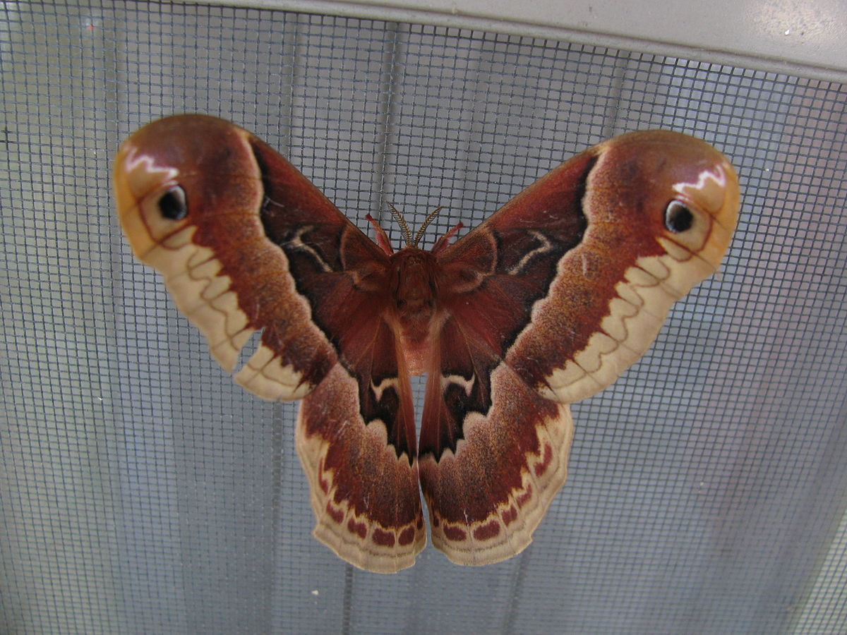1200px-Callosamia_promethea_0385