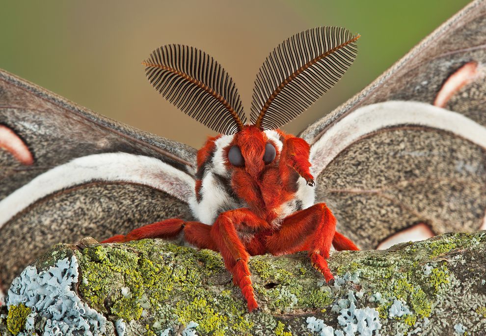 cecropia-moth-face-01.jpg.990x0_q80_crop-smart