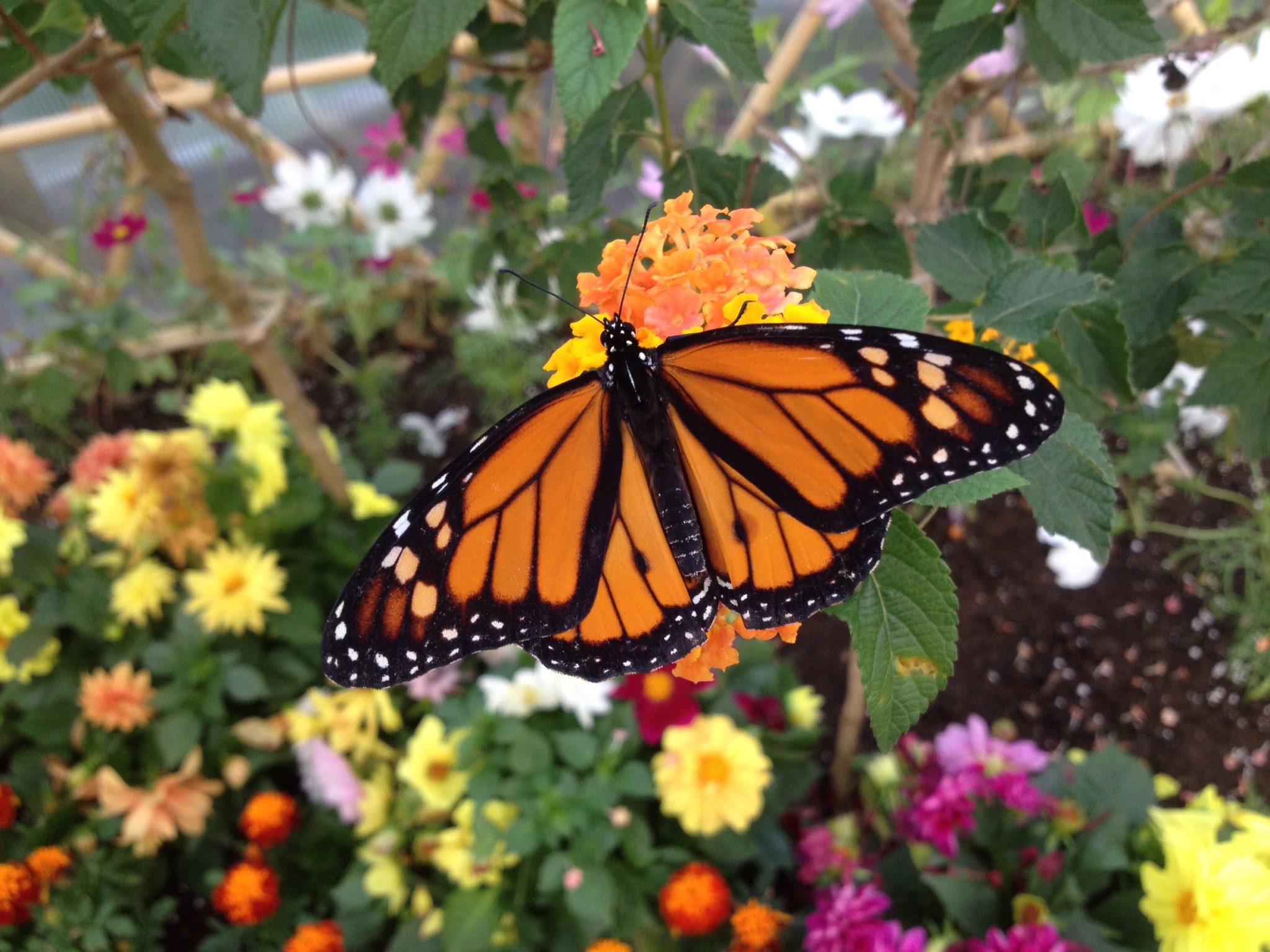 10368533_10152483223818623_1603725222_o