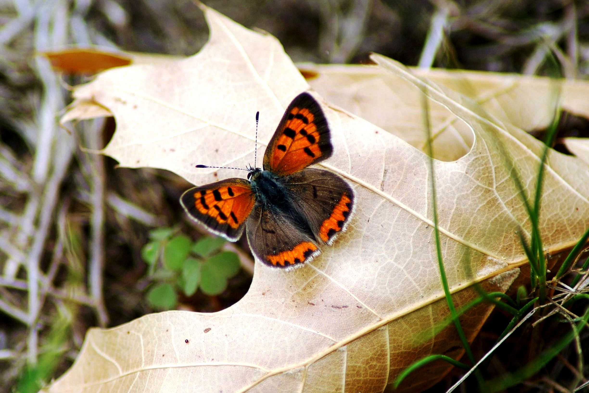 American Copper