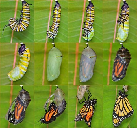 butterfly-hatching-730
