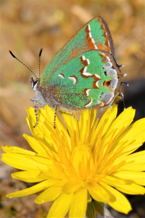 JUNIPER Hairstreak