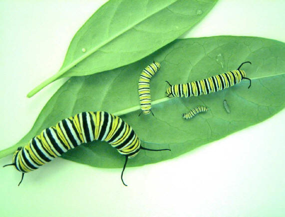 Monarch-5instars