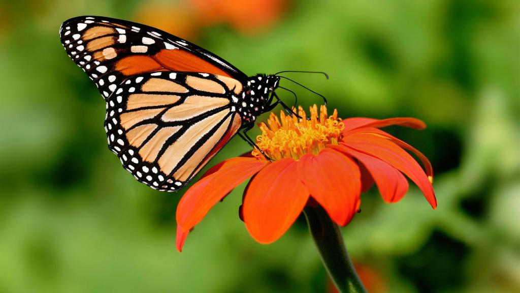LEPIDOPTERA LIFE CYCLES: The Monarch (Danaus&nbsp;plexippus)