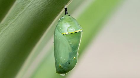 MonarchButteflyChrysalis