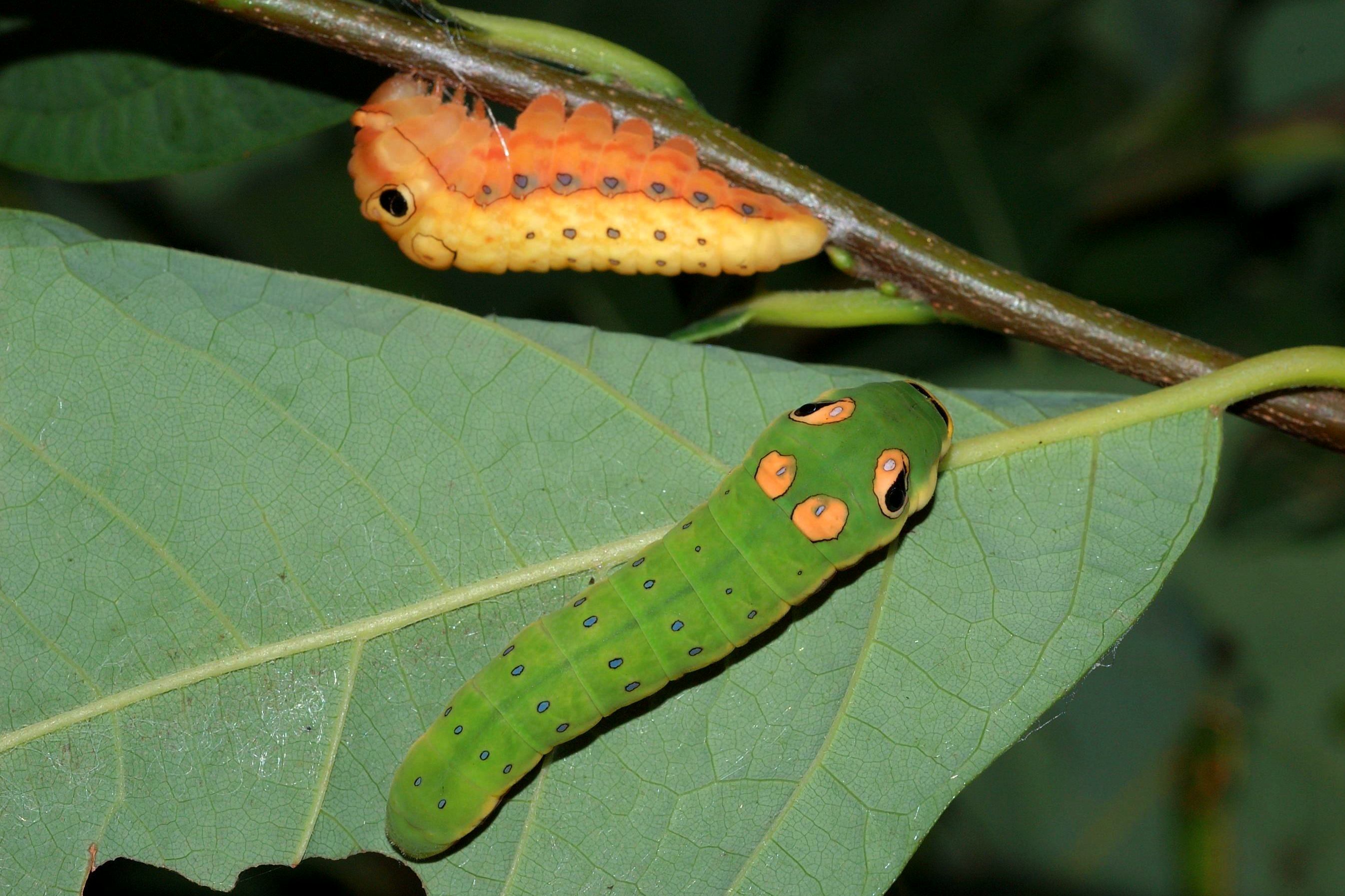 Spicebush caterpillars