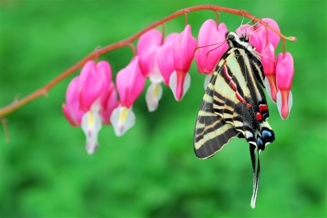 Zebra Swallowtail