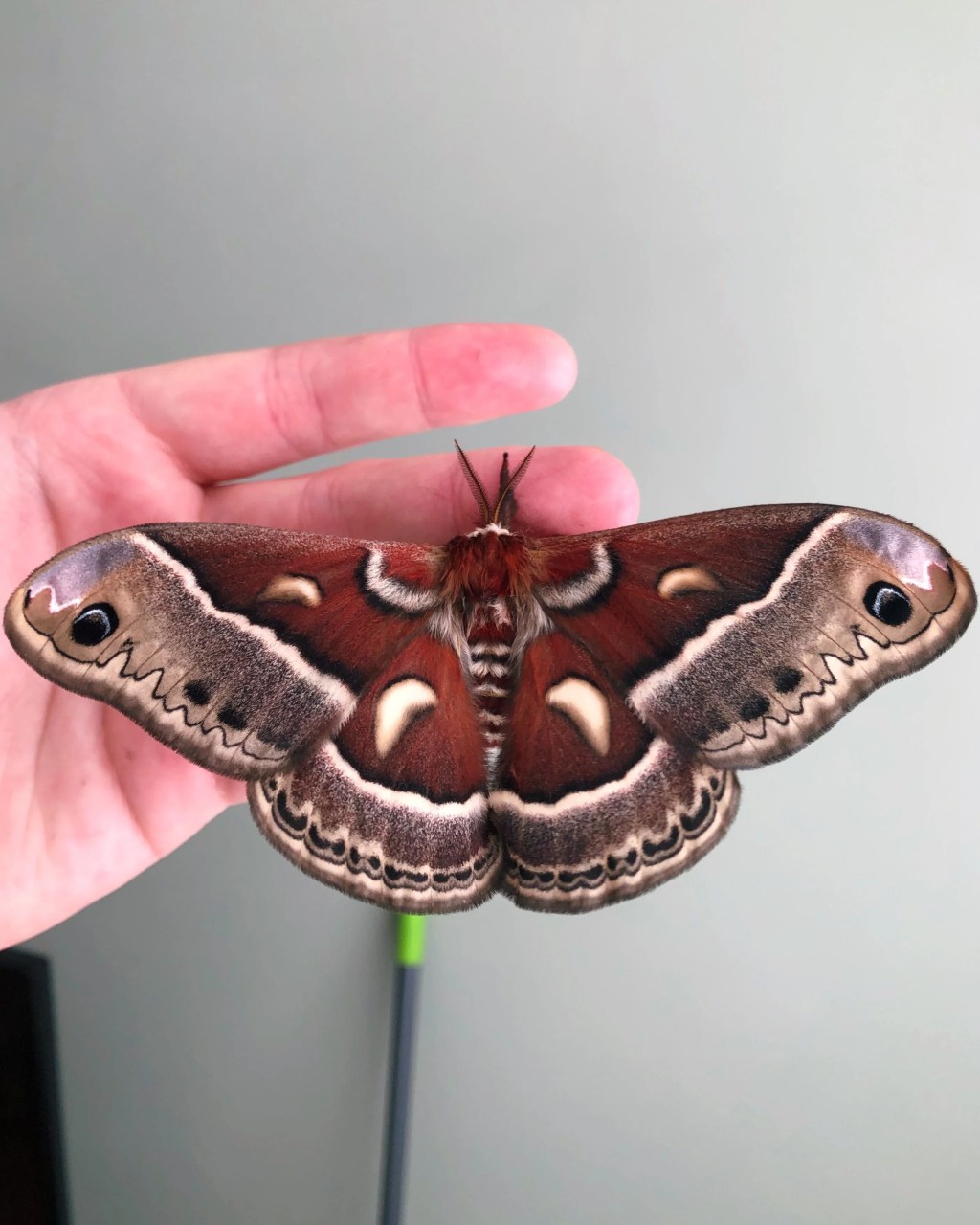 LEPIDOPTERA LIFE CYCLES: The Glover’s Silkmoth (Hyalophora columbia&nbsp;gloveri)