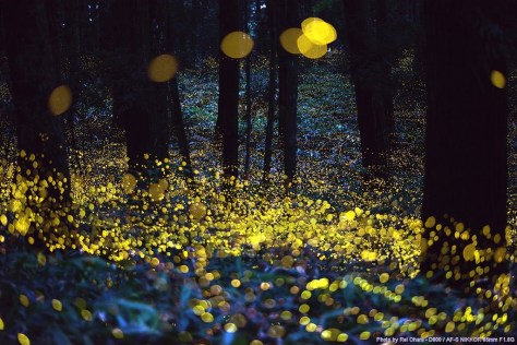 fireflies
