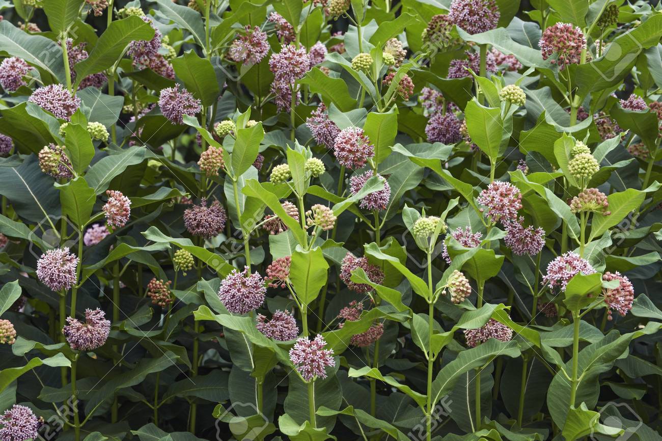 Common milkweed flowers.