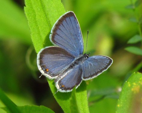1200px-Eastern_Tailed-blue