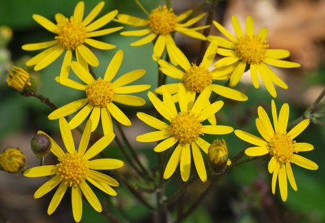 1200px-Golden_Ragwort_Senecio_aureus_Flowers_2616px