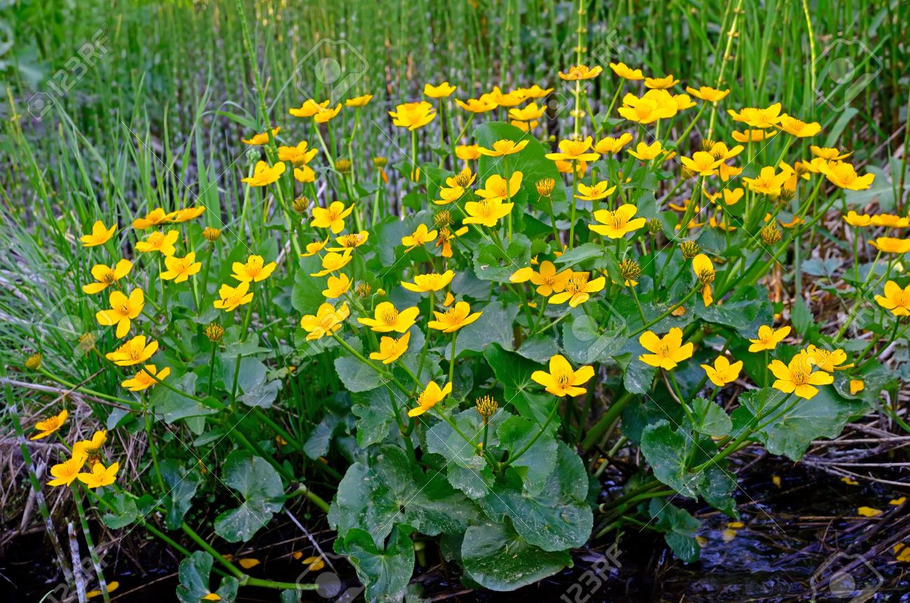 13836048-marsh-marigold-caltha-palustris-in-the-swamp