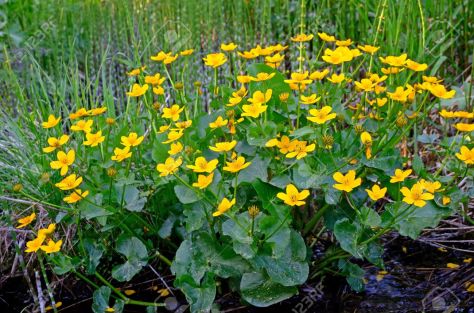 13836048-marsh-marigold-caltha-palustris-in-the-swamp