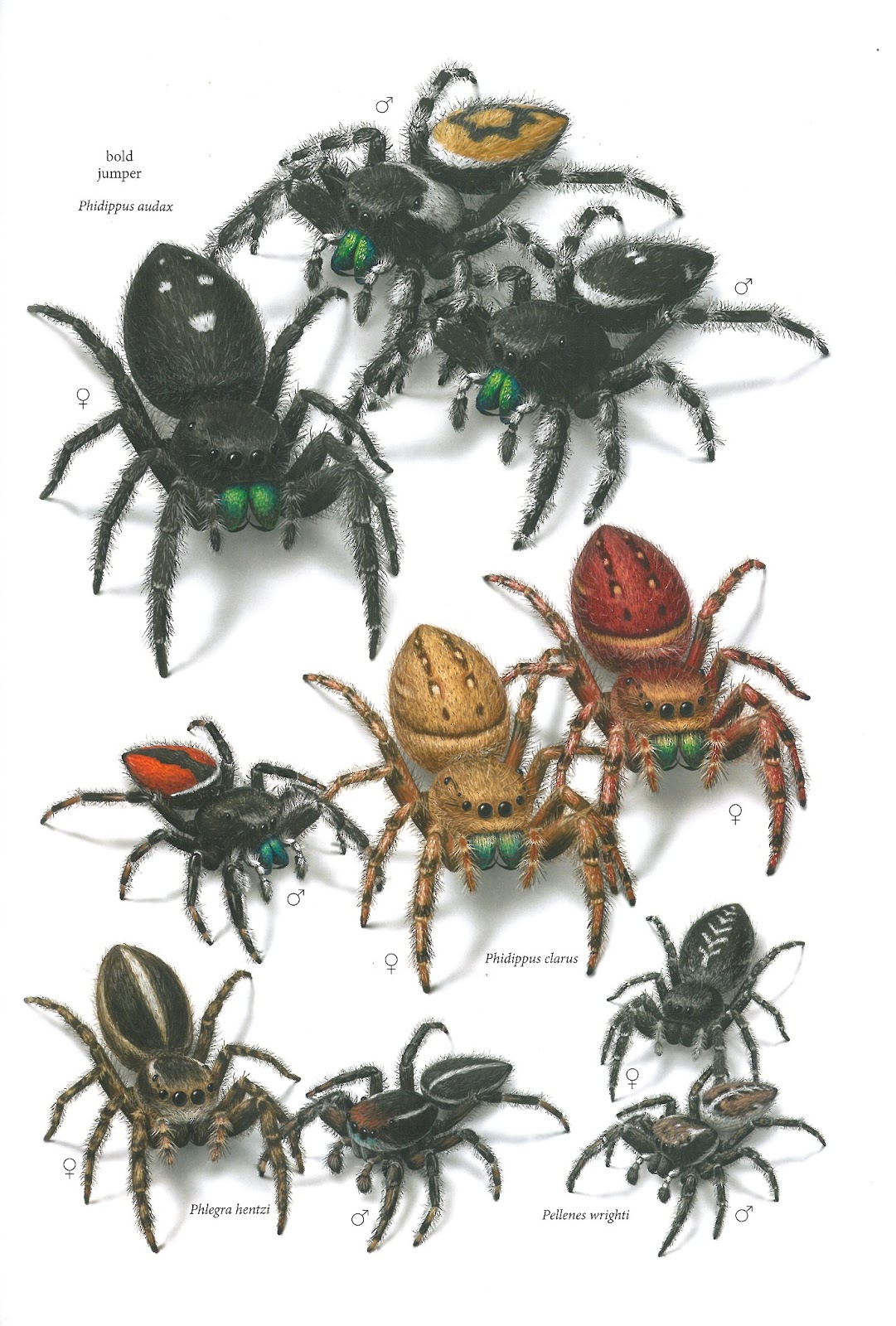 4 Common Spiders of North America book, Richard Bradley 3