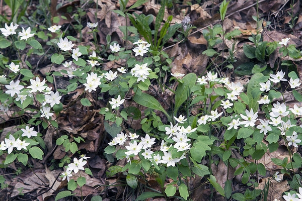 Anemone-quinquefolia-1--NC-Orchid--CC-BY-NC