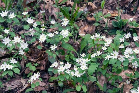 Anemone-quinquefolia-1--NC-Orchid--CC-BY-NC