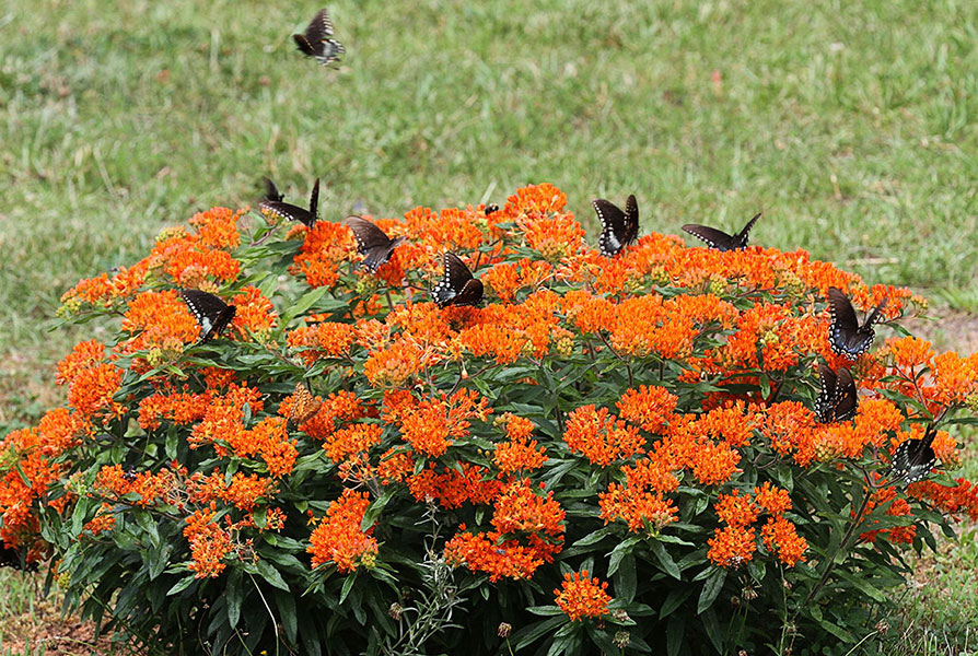 asclepias_tuberosa_attribute_john_flannery