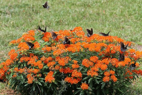 asclepias_tuberosa_attribute_john_flannery