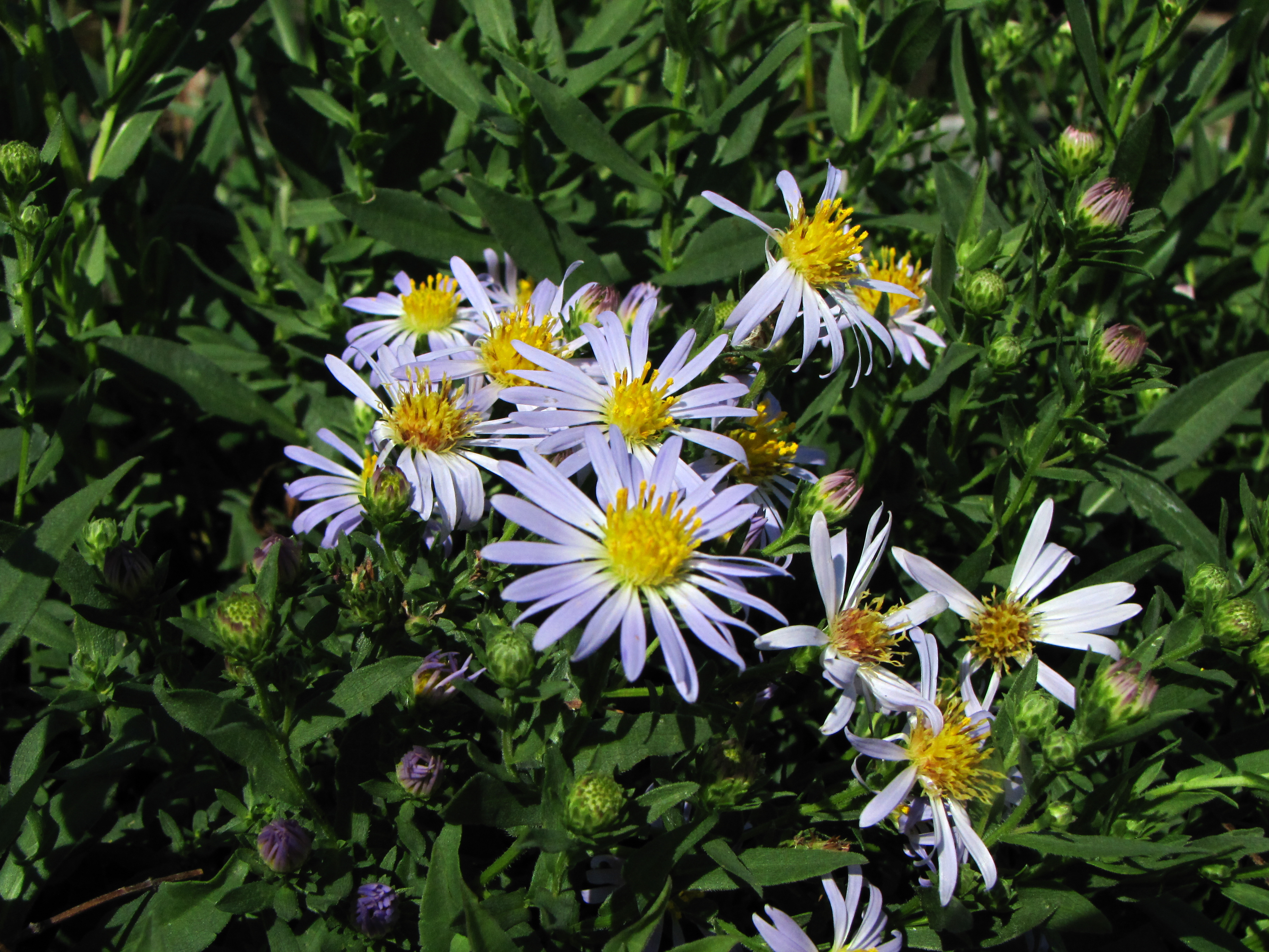 Aster-chilensis-6-Copy