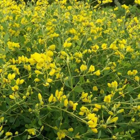 baptisia-tinctoria-flowers_grande